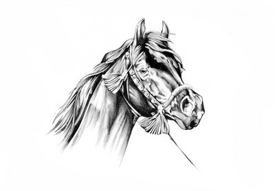 Elegant Horse Profile by Kulik