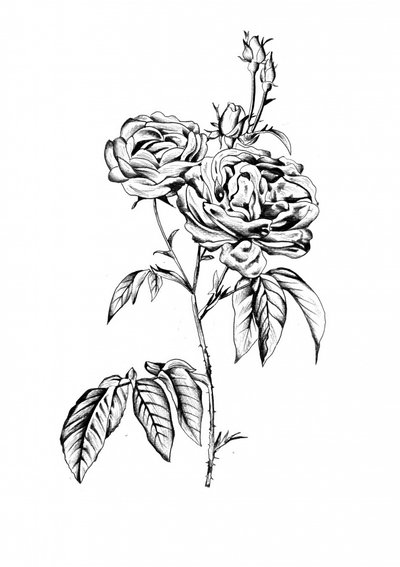 Elegant Rose Blooms by Kulik