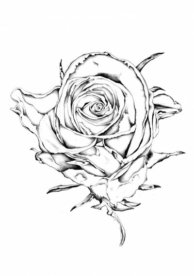 Elegant Rose Drawing by Kulik