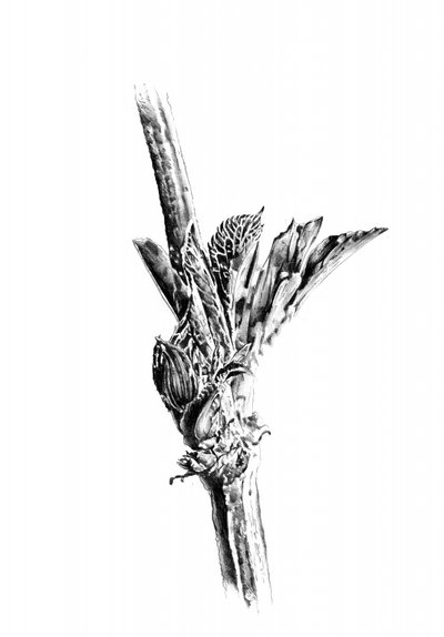 Emerging Plant Bud by Kulik