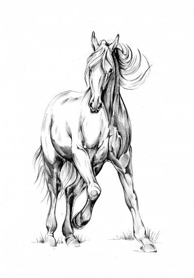Galloping Horse Sketch by Kulik