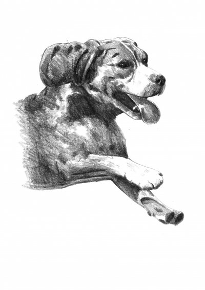 Happy Dog Sketch by Kulik