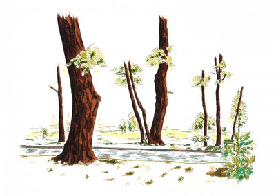 Illustrated Woodland Path by Kulik