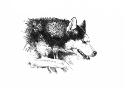 Intense Husky Portrait by Kulik