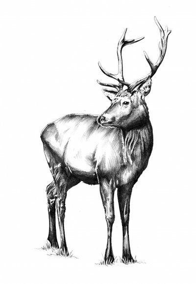 Majestic Elk Gaze by Kulik