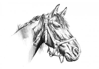 Majestic Horse Drawing by Kulik