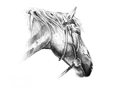 Majestic Horse Drawing by Kulik
