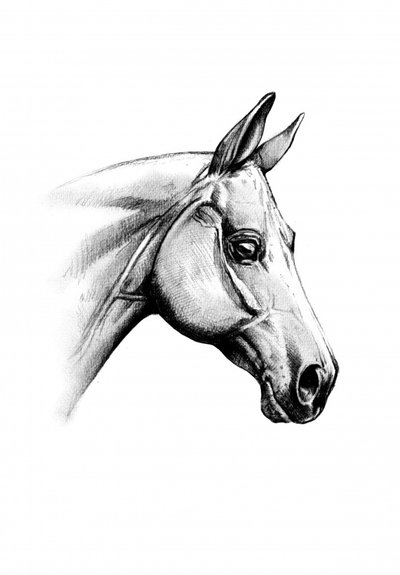Majestic Horse Head by Kulik
