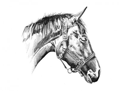 Majestic Horse Head Drawing by Kulik
