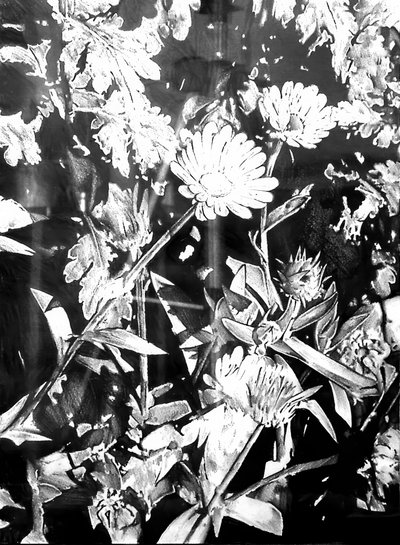 Monochrome Garden Blooms by Kulik