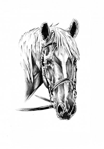 Noble Horse Portrait by Kulik
