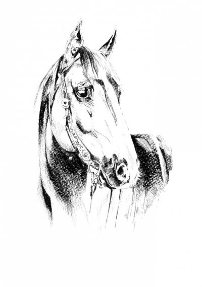 Noble Horse Portrait by Kulik