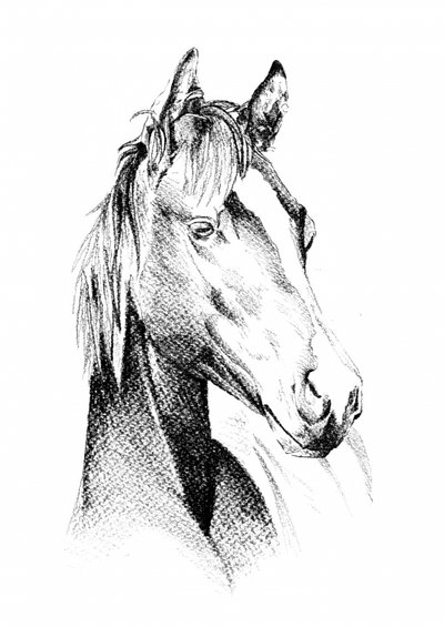 Noble Horse Profile by Kulik