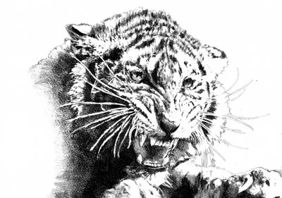 Roaring Tiger by Kulik