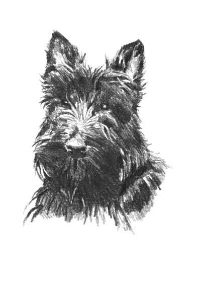 Scottish Terrier Portrait by Kulik