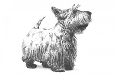 Scottish Terrier Sketch by Kulik