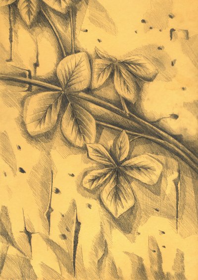 Sepia Botanical Drawing by Kulik