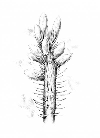 Spiky Botanical Drawing by Kulik