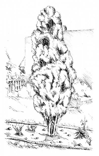 Tall Tree Garden Sketch by Kulik