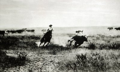 Cowboy on horseback lassooing a calf by L.A. Huffman