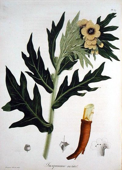 Henbane from 