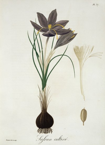 Saffron Crocus from 