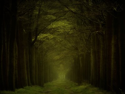 Dark Forest Path by Lars van de Goor †
