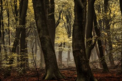 Misty Autumn Forest by Lars van de Goor †