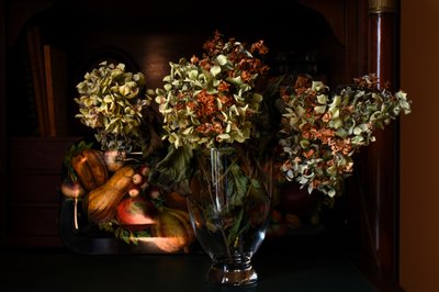 Autumn Dried Hydrangeas by Laura Malaterra