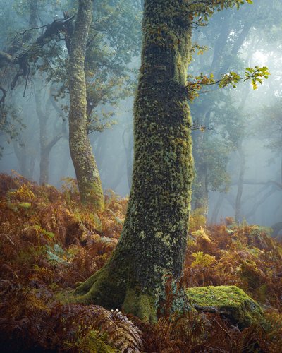 A Breath in the Pines by Lee Cooper