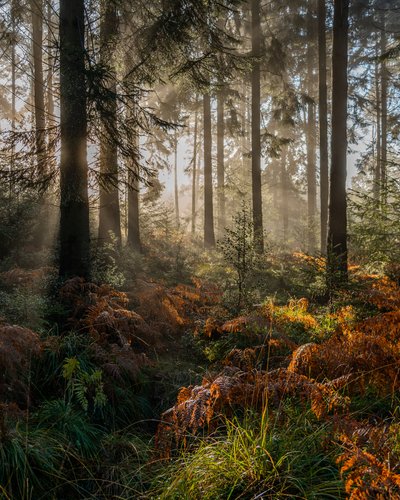 Autumn’s Memory by Lee Cooper