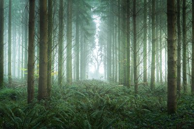 Bramble Path, 2023 by Lee Cooper