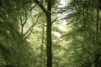 Branchline by Lee Cooper