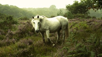 In the Gloaming, 2023 by Lee Cooper