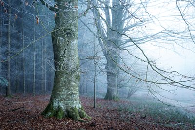 Mosslight, 2023 by Lee Cooper