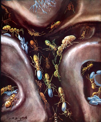 Life in an insect community by Leonard Robert Brightwell