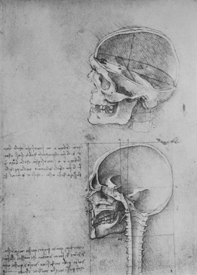 Anatomical Drawings of Two Skulls in Profile to the Left, c1480 by Leonardo da Vinci