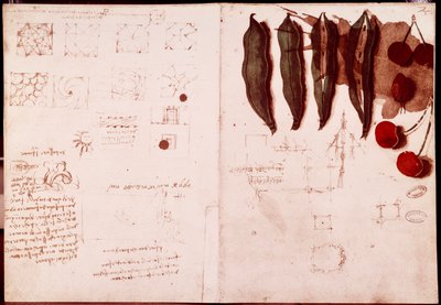 Notes and Sketches of Botany and Geometry by Leonardo da Vinci