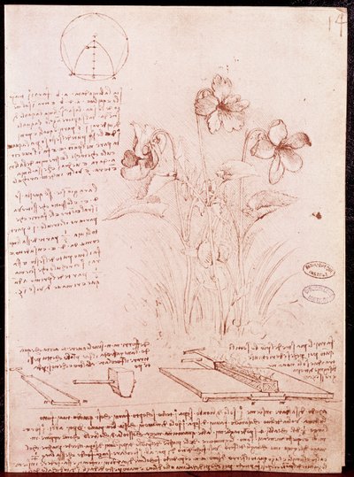 Notes and Sketches of Botany and Geometry: Narcissus by Leonardo da Vinci