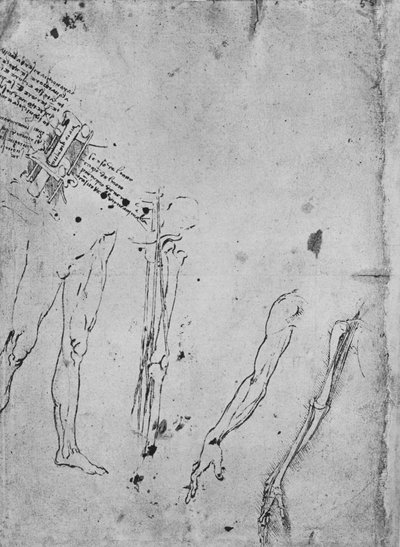 Studies of Legs, of the Bones and Tendons of a Leg, of an Arm, and of the Bones and Tendons of an Arm by Leonardo da Vinci
