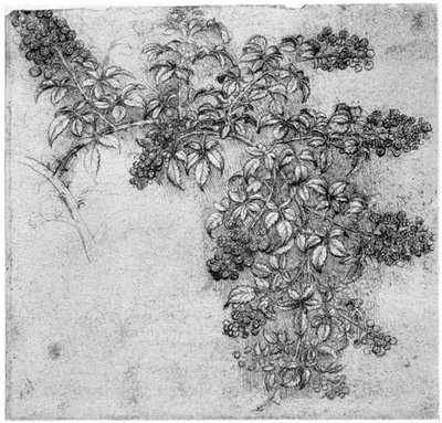 Study of a blackberry branch, late 15th or early 16th century by Leonardo da Vinci