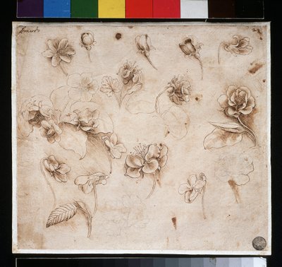 Study of flowers by Leonardo da Vinci