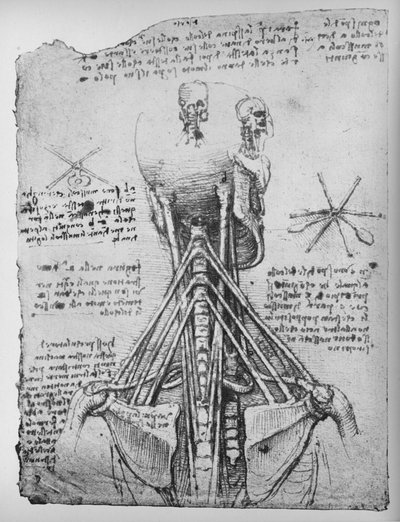 Study of the Back View of a Skeleton, Showing the Tendons of the Neck by Leonardo da Vinci