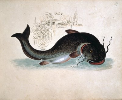 Catfish by Leonhard Baldner