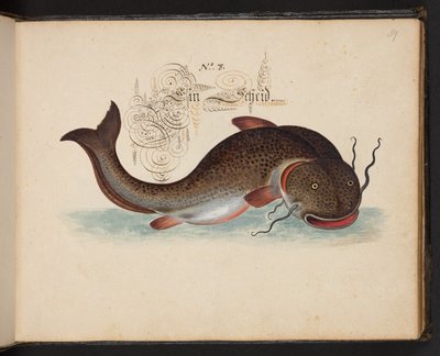 An Exact Natural Description and Delineation of the Water-Fowls, Fishes, Fourfooted Beasts, Insect, and Worms, which are found in the waters at Strasbourg by Leonhard Baldner
