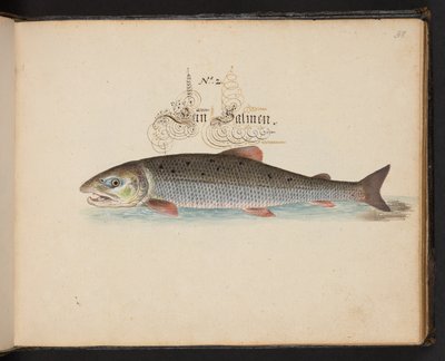An Exact Natural Description and Delineation of the Water-Fowls, Fishes, Fourfooted Beasts, Insect, and Worms, which are found in the waters at Strasbourg by Leonhard Baldner