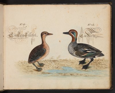 An exact natural description and Delineation of the Water-Fowls, Fishes, Fourfooted Beasts, Insect, and Worms, which are found in the waters at Strassburg by Leonhard Baldner