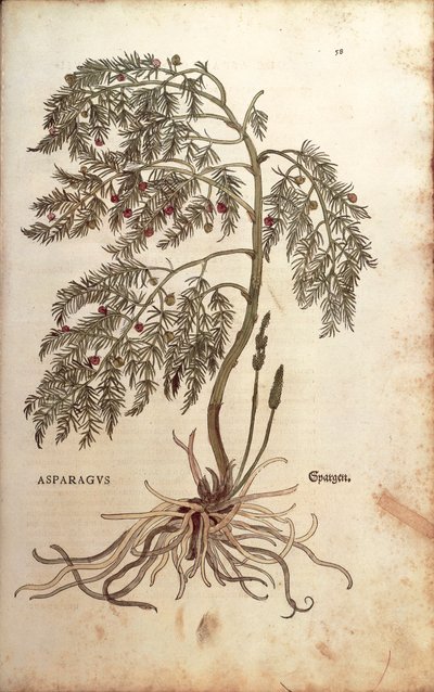 Asparagus (Asparagus officinalis) by Leonhart Fuchs from De historia stirpium commentarii insignes (Notable Commentaries on the History of Plants) by Leonhard Fuchs