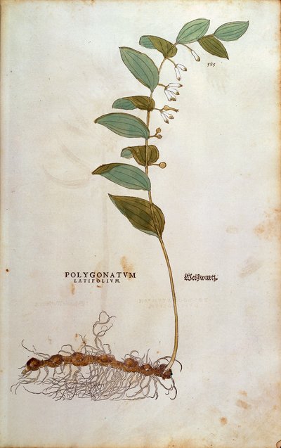 Broadleaf Solomon