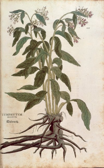 Comfrey (Symphytum officinale) from Notable Commentaries on the History of Plants by Leonhard Fuchs